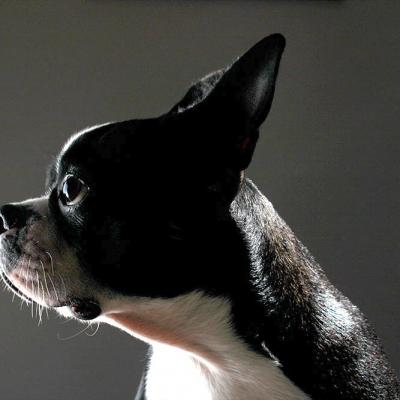 Pets 006