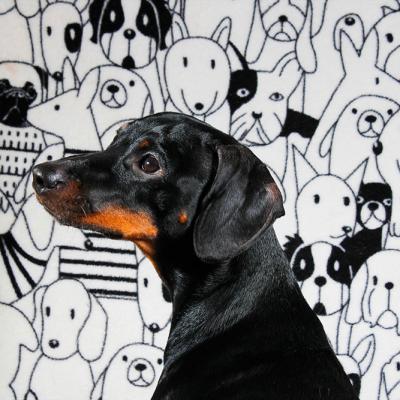 Pets 007