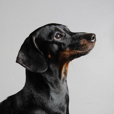 Pets 008