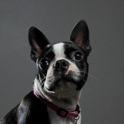 Pets 009