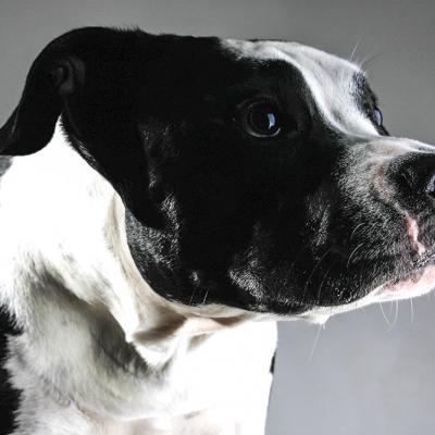 Pets 010